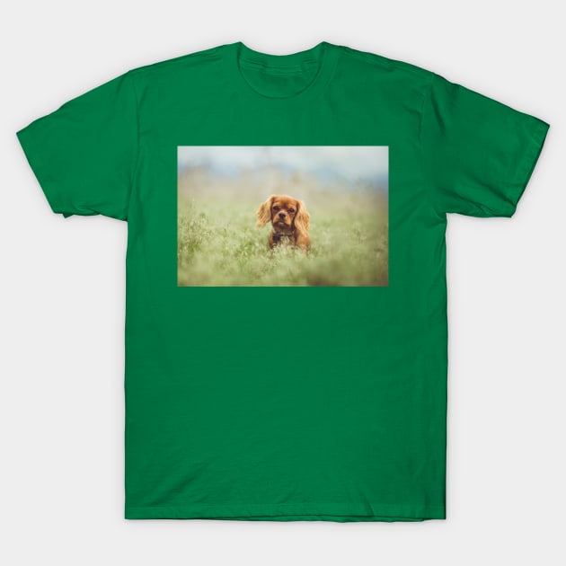 cavalier king charles spaniel ruby T-Shirt by Wanderingangel